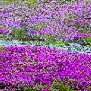 Ícone Primavera